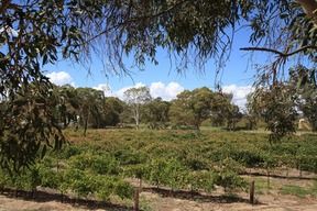 Farm 14